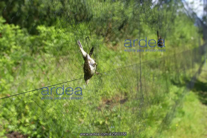 : Chiffchaff - caught in net - ringing the birds : Chiffchaff - caught in net - ringing the birds
