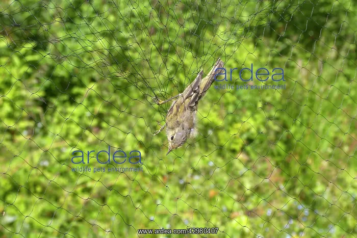 : Chiffchaff - caught in net - ringing the birds : Chiffchaff - caught in net - ringing the birds