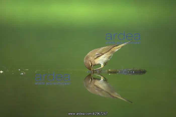 : Chiffchaff - drinking at forest pool : Chiffchaff - drinking at forest pool
