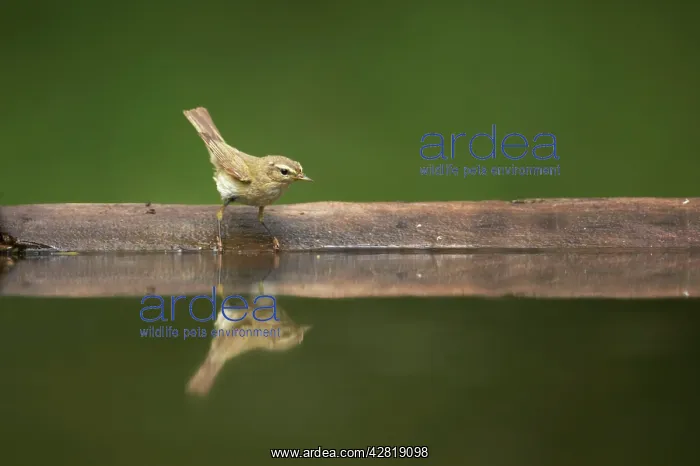 : Chiffchaff - At forest pool : Chiffchaff - At forest pool