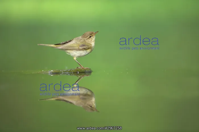 : Chiffchaff - at forest pool : Chiffchaff - at forest pool