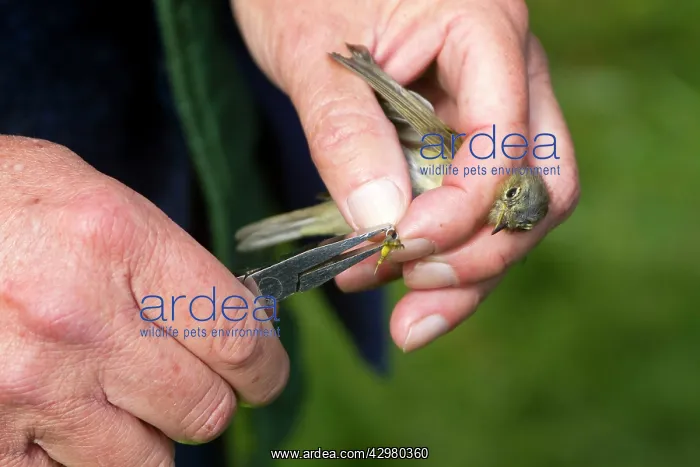 : Chiffchaff - in hand - ringing the birds for the : Chiffchaff - in hand - ringing the birds for the