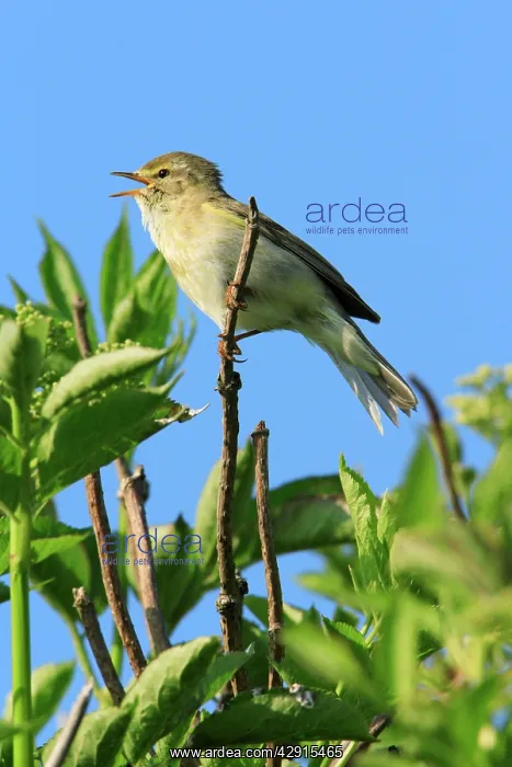 : Chiffchaff - male, singing from bush : Chiffchaff - male, singing from bush