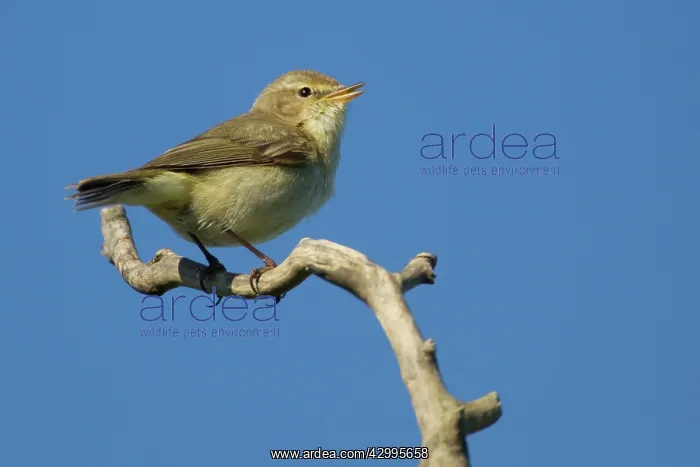 : Chiffchaff - male singing in Spring : Chiffchaff - male singing in Spring
