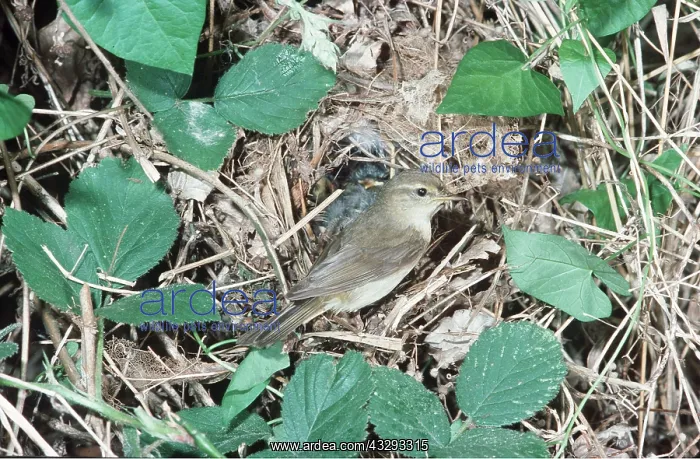 : CHIFFCHAFF - AT NEST : CHIFFCHAFF - AT NEST