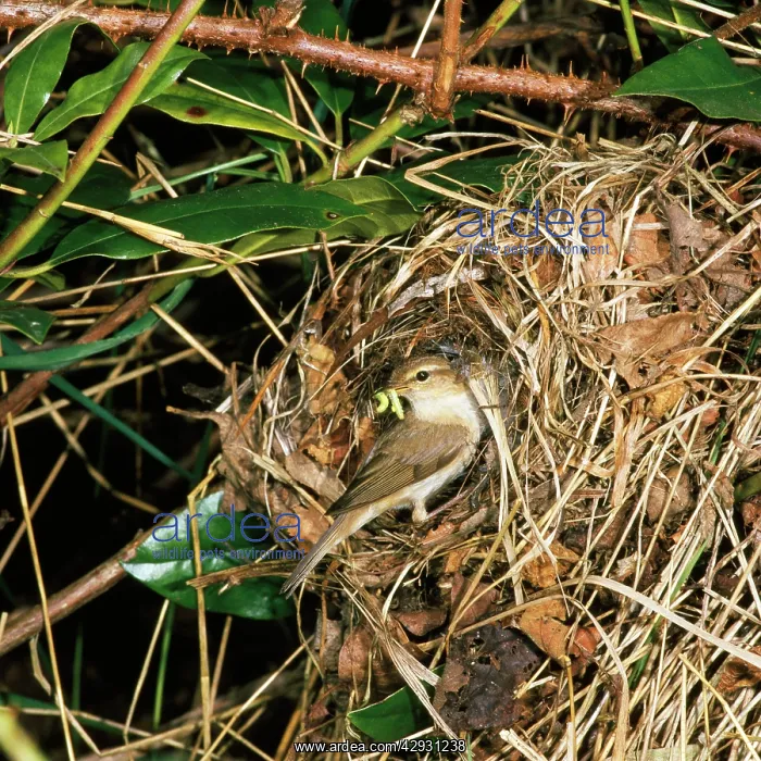 : CHIFFCHAFF - at nest with grubs in beak : CHIFFCHAFF - at nest with grubs in beak