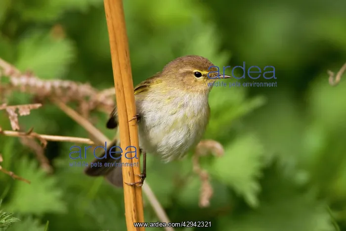 : Chiffchaff - Perched on bracken stems : Chiffchaff - Perched on bracken stems