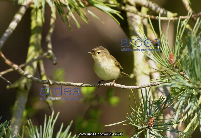 : Chiffchaff - Perched on song in Pine tree : Chiffchaff - Perched on song in Pine tree