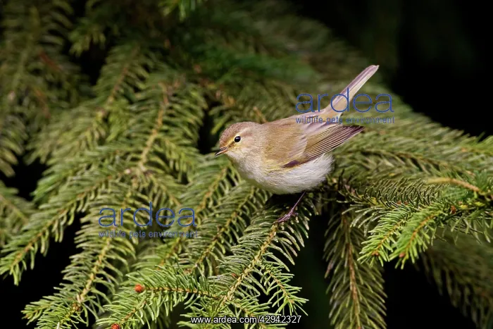 : Chiffchaff - Perched on tree : Chiffchaff - Perched on tree