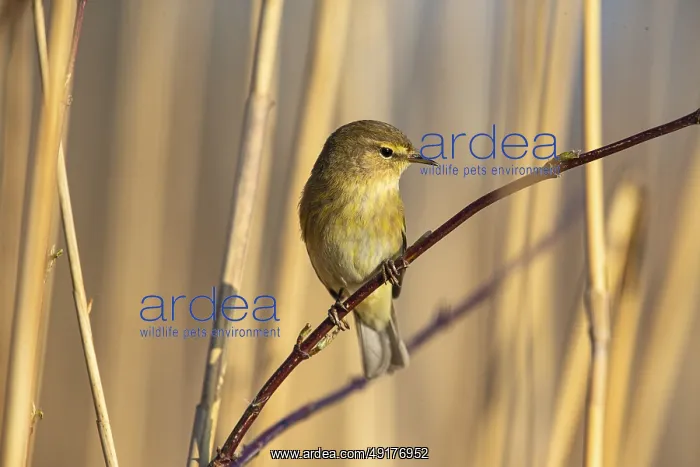 : Chiffchaff (Phylloscopus collybita) Germany : Chiffchaff (Phylloscopus collybita) Germany