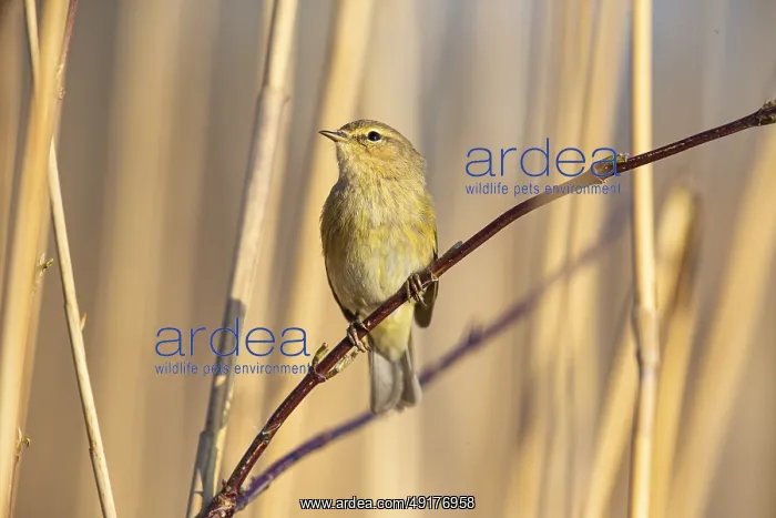 : Chiffchaff (Phylloscopus collybita) Germany : Chiffchaff (Phylloscopus collybita) Germany