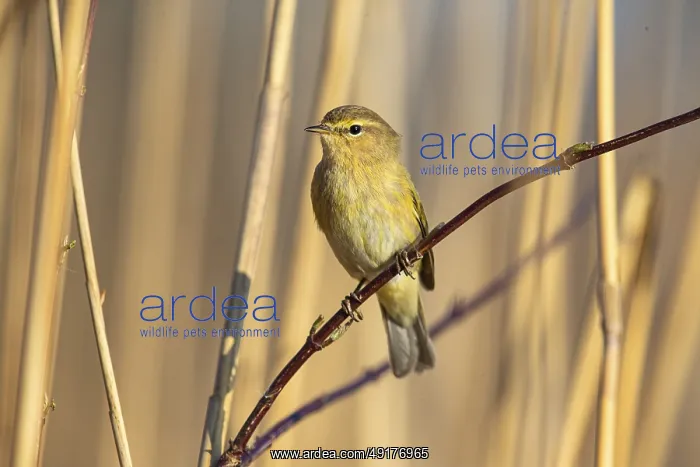 : Chiffchaff (Phylloscopus collybita) Germany : Chiffchaff (Phylloscopus collybita) Germany