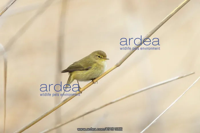  : Chiffchaff - on Reed Stem -UK