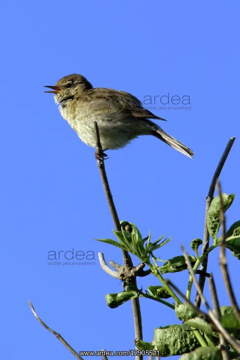 : Chiffchaff - Singing in nesting territory : Chiffchaff - Singing in nesting territory