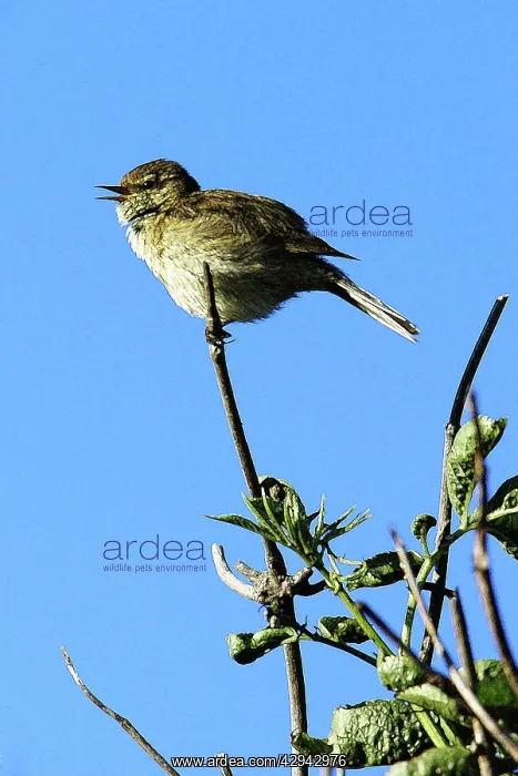 : Chiffchaff - singing in nesting territory : Chiffchaff - singing in nesting territory