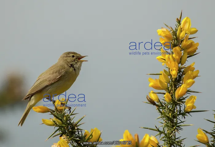 : Chiffchaff singing perched on gorse in heathland : Chiffchaff singing perched on gorse in heathland