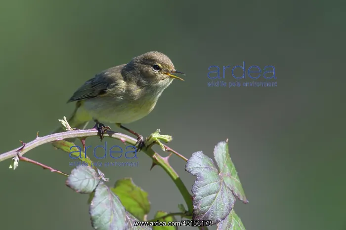 : Chiffchaff(Phylloscopus collybita) : Chiffchaff(Phylloscopus collybita)