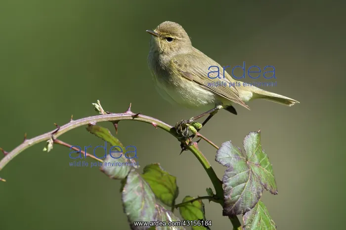 : Chiffchaff(Phylloscopus collybita) : Chiffchaff(Phylloscopus collybita)