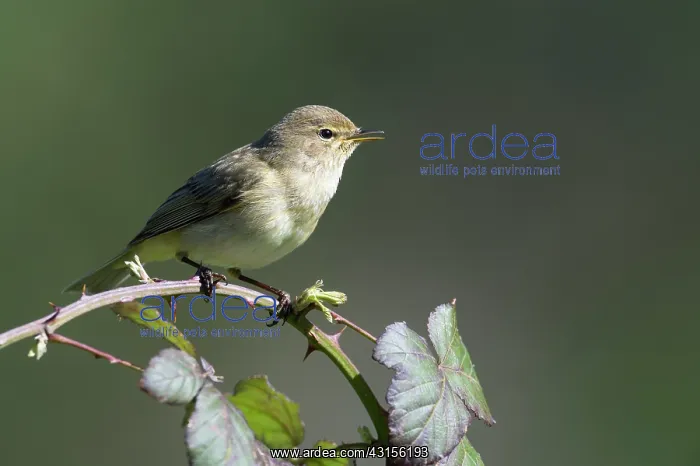 : Chiffchaff(Phylloscopus collybita) : Chiffchaff(Phylloscopus collybita)