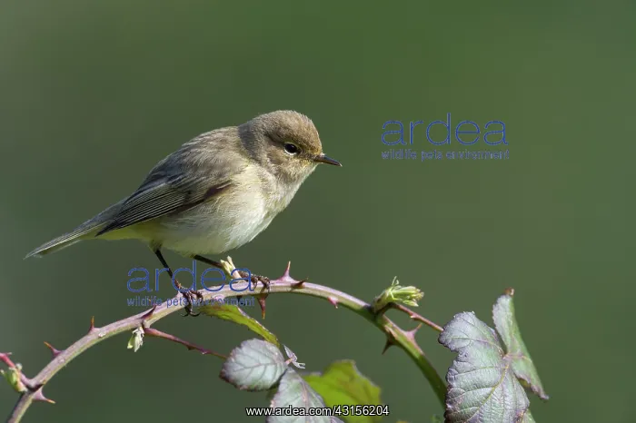 : Chiffchaff(Phylloscopus collybita) : Chiffchaff(Phylloscopus collybita)