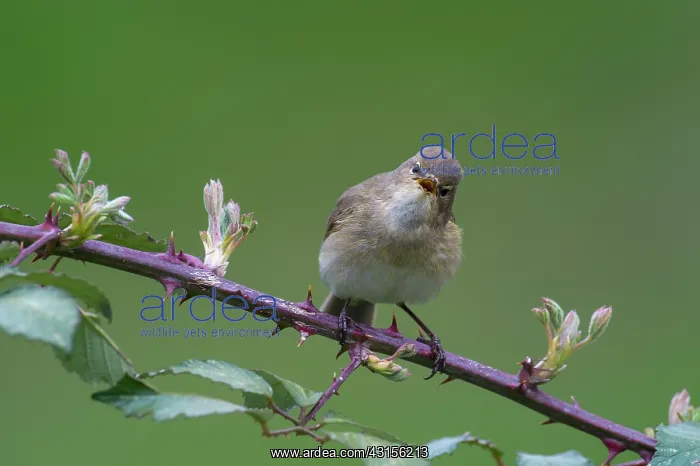 : Chiffchaff(Phylloscopus collybita) : Chiffchaff(Phylloscopus collybita)