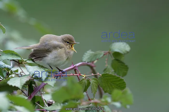: Chiffchaff(Phylloscopus collybita) : Chiffchaff(Phylloscopus collybita)