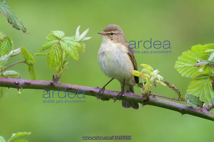 : Chiffchaff(Phylloscopus collybita) : Chiffchaff(Phylloscopus collybita)