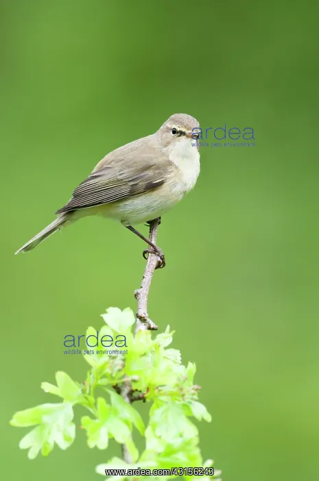 : Chiffchaff(Phylloscopus collybita) : Chiffchaff(Phylloscopus collybita)