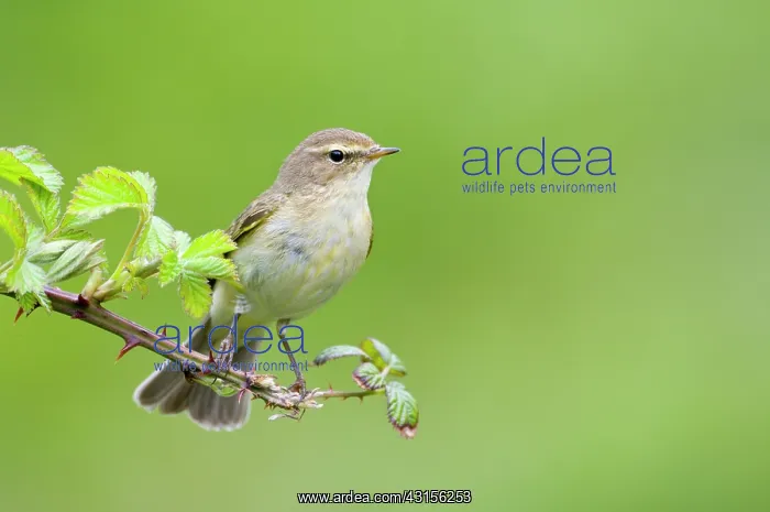 : Chiffchaff(Phylloscopus collybita) : Chiffchaff(Phylloscopus collybita)