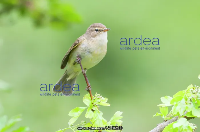 : Chiffchaff(Phylloscopus collybita) : Chiffchaff(Phylloscopus collybita)
