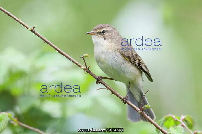 : Chiffchaff(Phylloscopus collybita) : Chiffchaff(Phylloscopus collybita)
