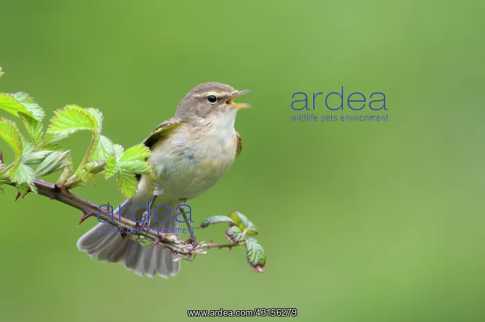 : Chiffchaff(Phylloscopus collybita) : Chiffchaff(Phylloscopus collybita)