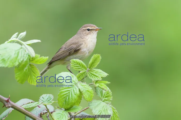 : Chiffchaff(Phylloscopus collybita) : Chiffchaff(Phylloscopus collybita)
