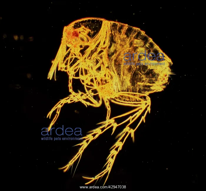 : Chigoe Flea : Chigoe Flea