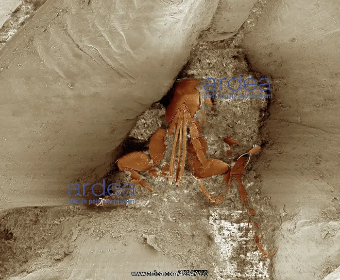 : Chigoe Flea : Chigoe Flea