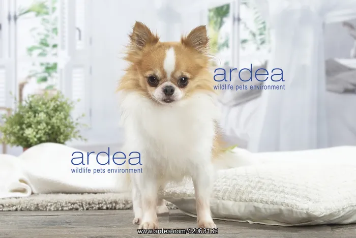: Chihuahua : Chihuahua