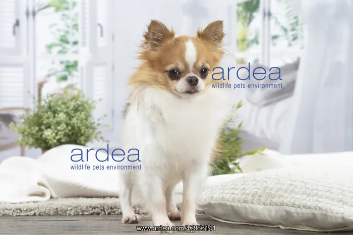 : Chihuahua : Chihuahua