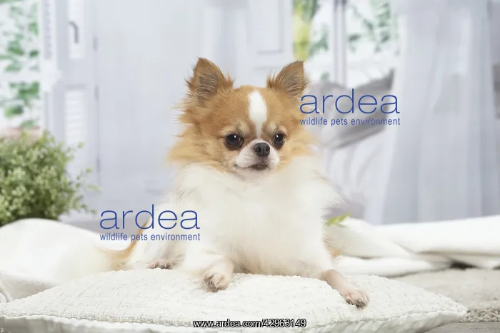 : Chihuahua : Chihuahua