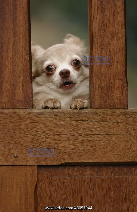 : A Chihuahua barking behind a portal Yport France : A Chihuahua barking behind a portal Yport France