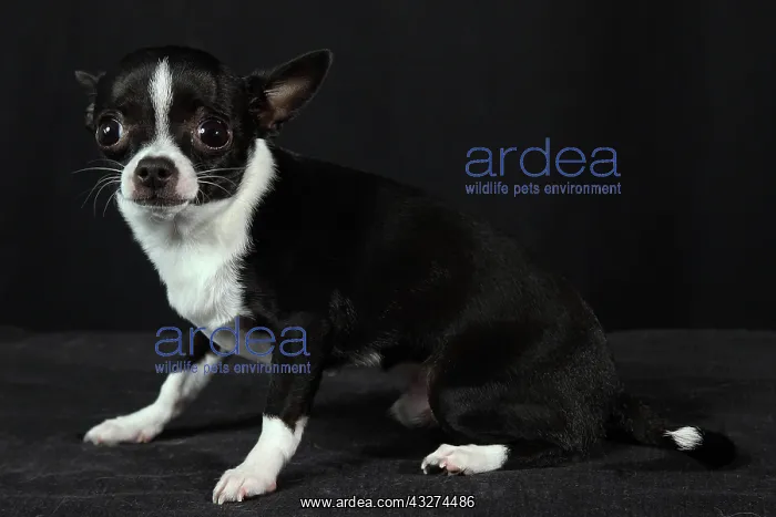 : Chihuahua on a black background : Chihuahua on a black background