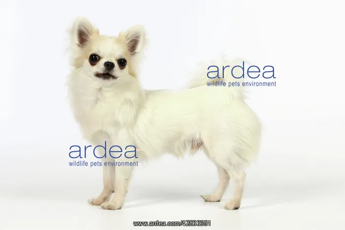 : Chihuahua Dog : Chihuahua Dog
