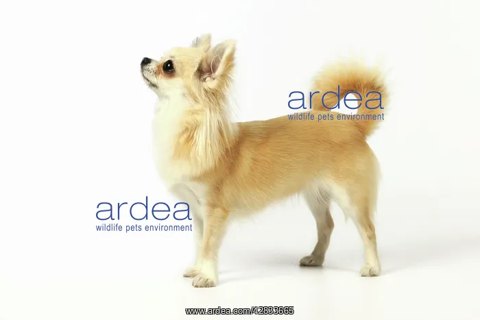 : Chihuahua Dog : Chihuahua Dog