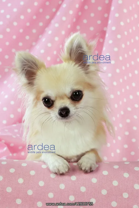 : Chihuahua Dog : Chihuahua Dog