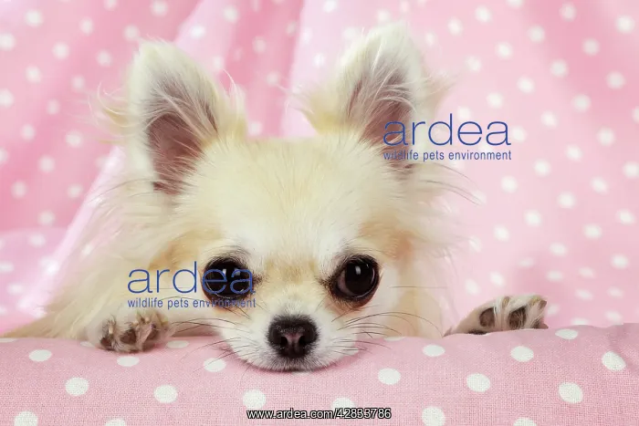  : Chihuahua Dog