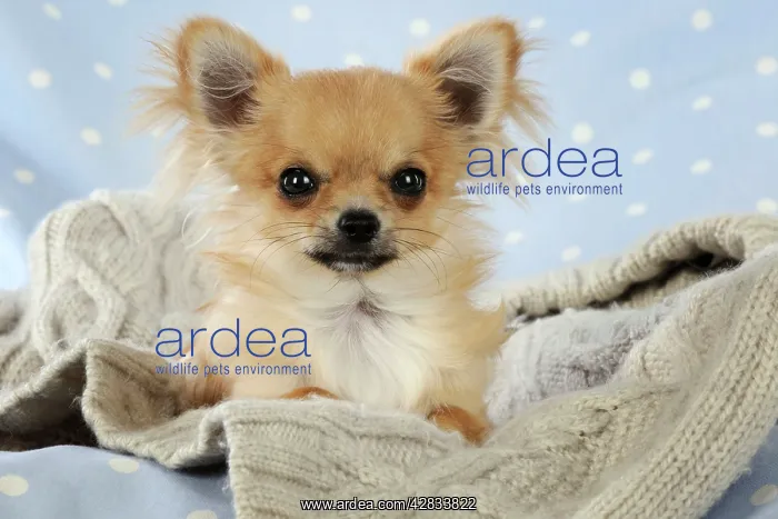 : Chihuahua Dog : Chihuahua Dog
