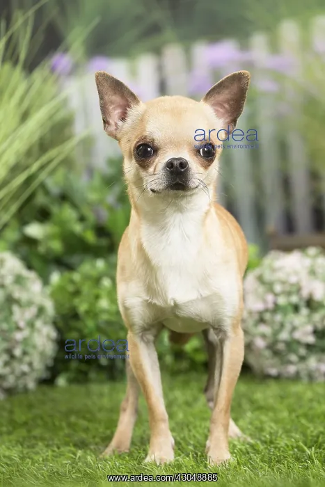  : Chihuahua Dog
