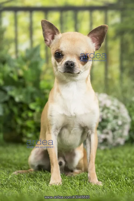  : Chihuahua Dog