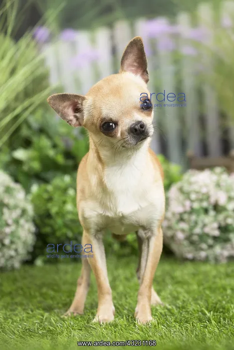  : Chihuahua Dog
