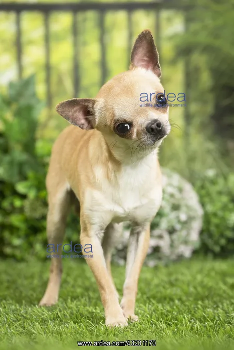  : Chihuahua Dog