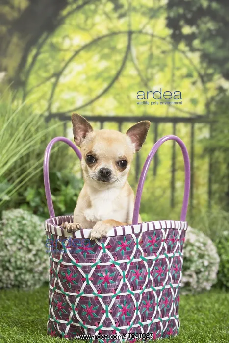  : Chihuahua Dog with basket bag